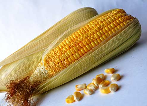 corn